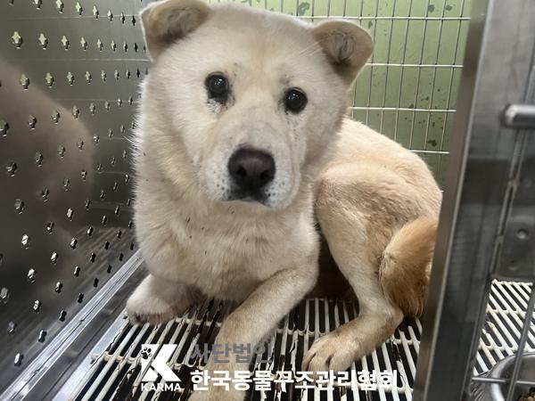 종료(안락사) 믹스…